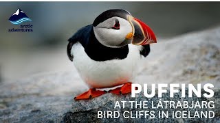 Puffins at the Látrabjarg Bird Cliffs in Iceland