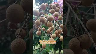 Obat Hama Pohon Buah Kelengkeng Terbaik #pupuktopfarm #topfarm #shortvideo #tastes #kelengkeng