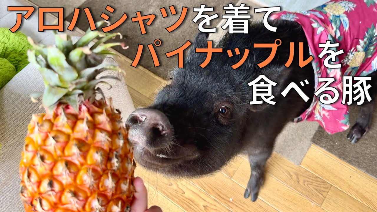 美味しそうにパイナップルを食べるアロハシャツを着たマイクロブタのとんかつ