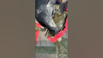 3 ways to Catch Blue Crabs 👀🦀 #chesapeakebay #bluecrab #crabbing