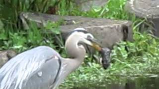 Great Blue Heron Swallows a Gopher, Golden Gate Park San Francisco