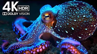 MIND-BLOWING 4K HDR OLED TV Test | 120FPS Dolby Vision™