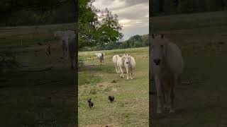 Dachshund Puppies Gets Chased Off Field By Horses