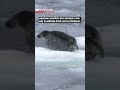 Japan team creates new method to gauge Arctic sea iceーNHK WORLD-JAPAN NEWS #shorts