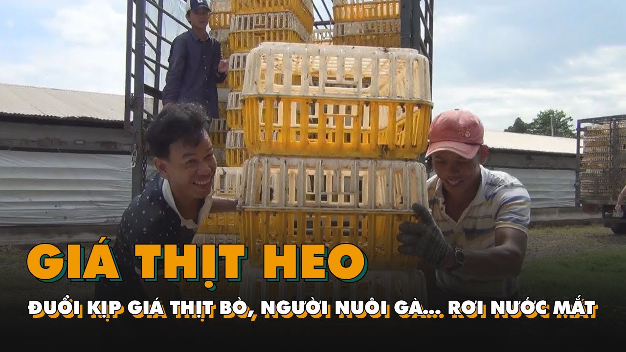 Giá thịt heo đuổi kịp giá thịt bò, người nuôi gà... - youtube