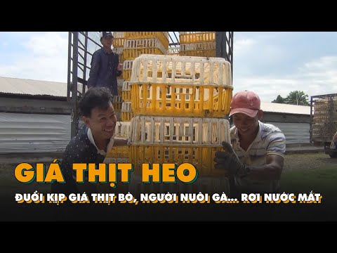 Video Giá thịt heo đuổi kịp giá thịt bò, người nuôi gà... - youtube