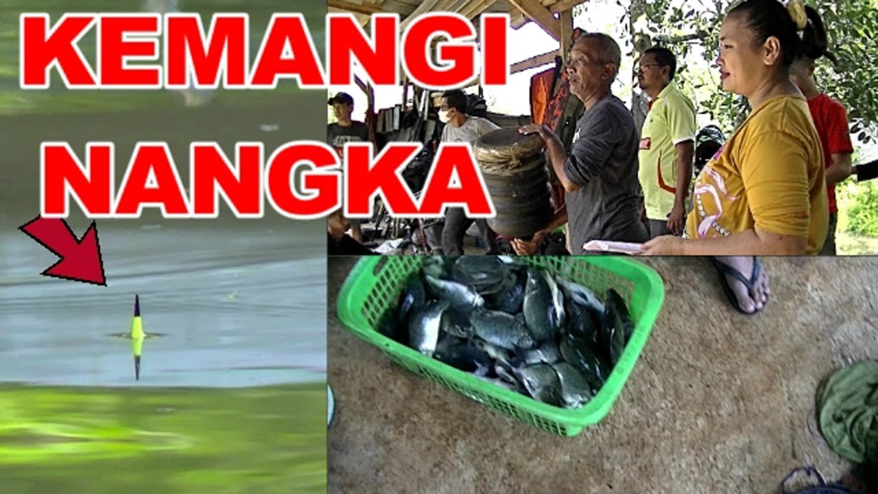LOMBA MANCING IKAN MAS GIOK LJ NGAMUK PAKE ESSEN KEMANGI NANGKA
