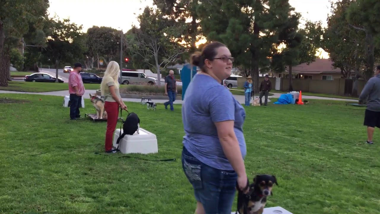 Being patient with our dogs & humans is an important part to dog training both dog owners & dogs! prosaic