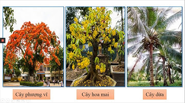 TẬP LÀM VĂN LỚP 4 - LUYỆN TẬP XÂY DỰNG MỞ BÀI TRONG BÀI VĂN MIÊU TẢ CÂY CỐI