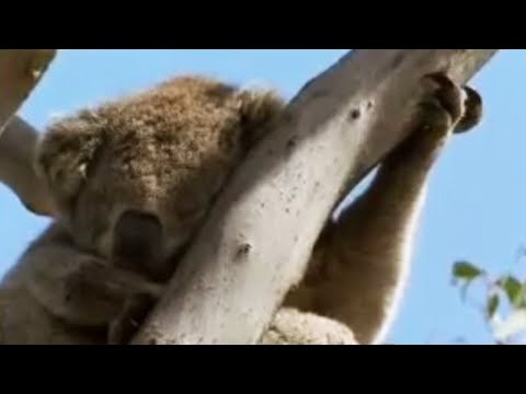 Cute and cuddly! Koala bears eat and then sleep all day long!  - BBC wildlife
