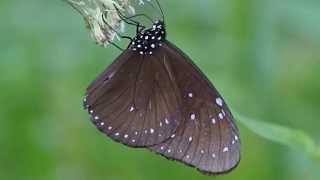 1030713東陽公園端紫斑蝶雄1