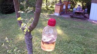 Horinet, Yellow Jackets and Wax Moths Trap