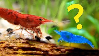 What Happens when You Breed Blue and Red Neocaridina Shrimp together?