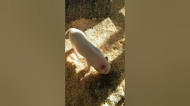 Pet pig eating!