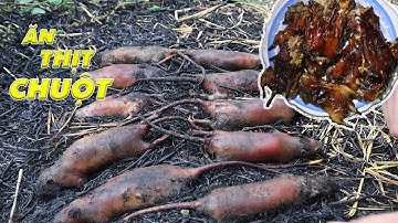 Đặc Sản Thịt Chuột Đồng Bạn Dám Thử??? Thịt Chuột 2 Món Ngon | Cooking MOUSE | SBamboo