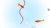 Jeu Pour Chat Les Poissons Youtube Jeu Pour Chat Les Poissons Youtube