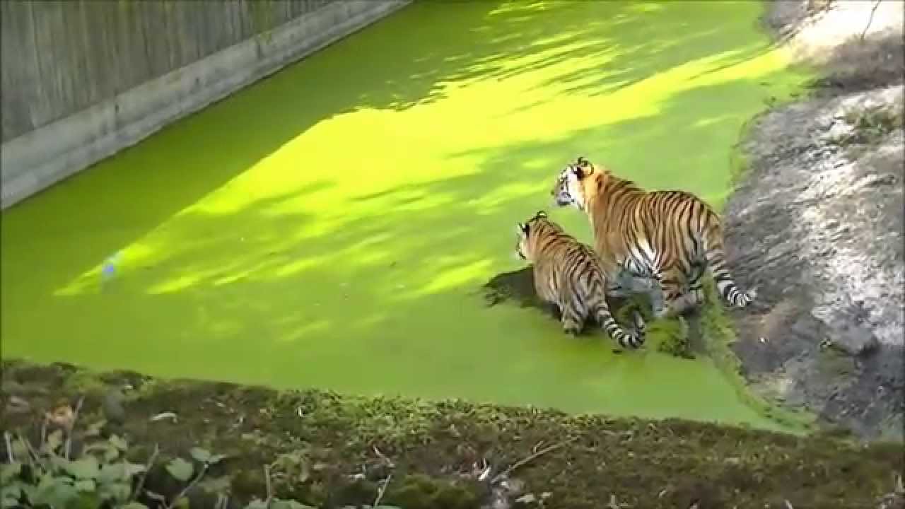 Min film fra Zoo ..Tur 11 September 2014