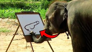Genius Animals That Will AMAZE You! 😨