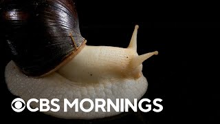 Rediscovery of giant African land snail prompts quarantine in Florida's Pasco County Net Worth