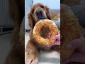 #DogGrooming #DogCare #CuteDogs #DogLovers #DogsOfYouTube #HappyDog 🎥 Chicken noodle rings 🐱 P171