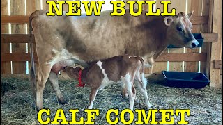 New bull calf named Comet born on our dairy farm