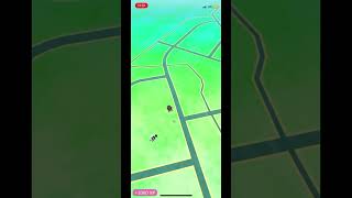 Shiny alolan zigzagoon in #pokemongo #pokemon Wealth