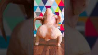 Twurkeys pulling mad hammys! #TwurkeyChallenge 🦃💃 #DanceOff #alliwantforchristmas #holiday
I am going to upload a Twurkey every day of December! Tell me a song and I will do it. I know I missed one. Chime in and tell me. I get tons of messages. Sorry if I missed yours. Twurkeys pulling mad hammys! #TwurkeyChallenge 🦃💃 #DanceOff #alliwantforchristmas #holiday
