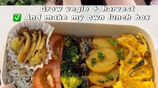 Grow vegie 🥦 | Make Healthy Bento 🍱 #lunchbox #food #cooking #asmr 
