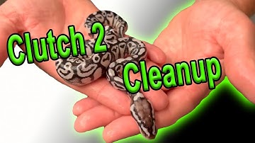 Clutch 2 Cleanup Update (TSK Axanthic Ball Python)