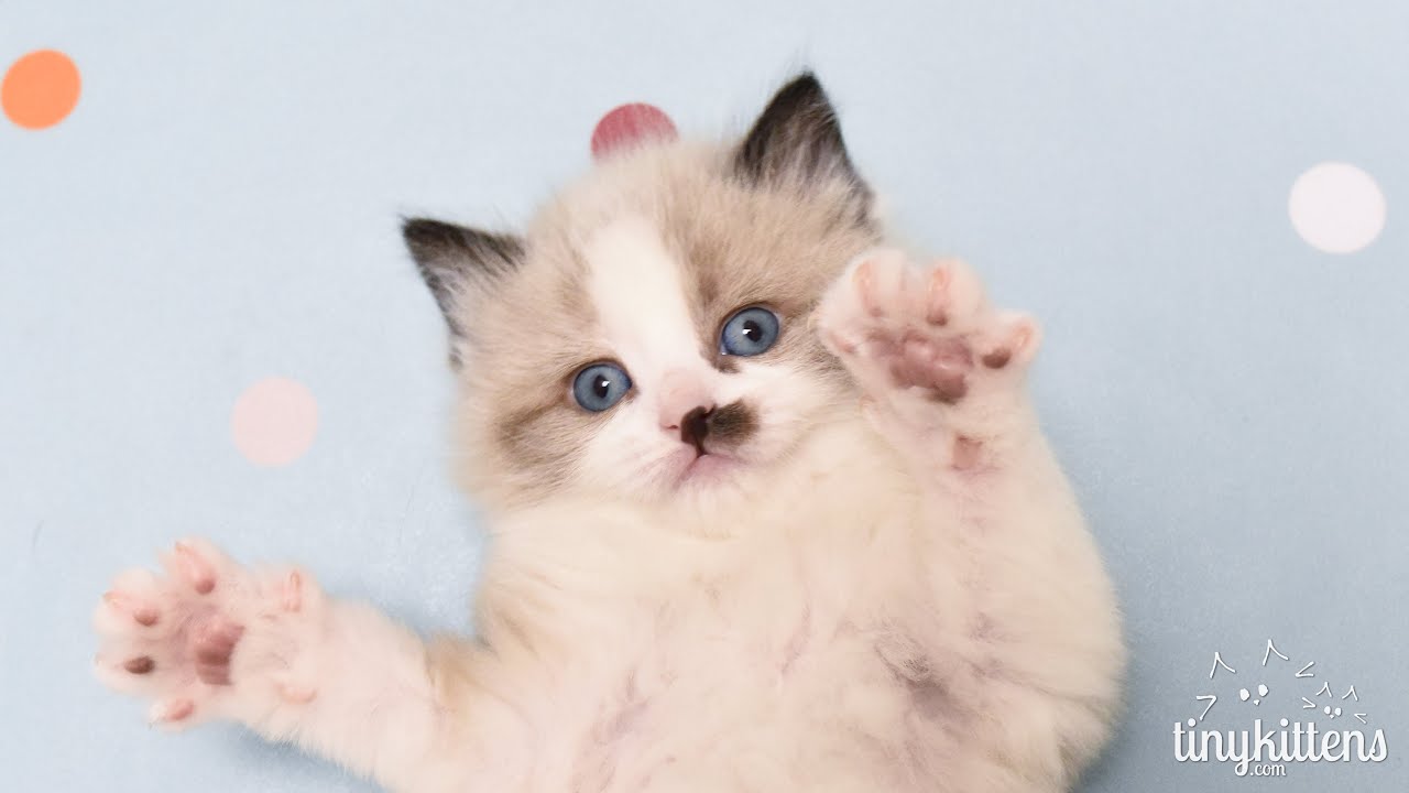 LIVE! Tiny feral kitten and his Emotional Support Lobster