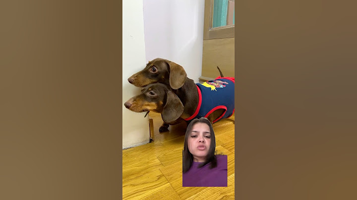 They will be punished #chapitosya #dog #humor #duet #funny