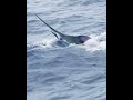 THE AMAZING BLUE MARLIN #marlin #fishinglife #deepseafishing