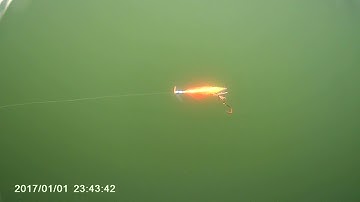 kokabow dodger in action