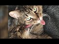 The longest tongues of cats, they lick each other every day, my funny cats