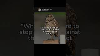 Why is it so hard to stop fighting against things I cannot change? | The Overthinking Owl #relatable