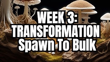 Week 3 Transformation: From Spawn to Bulk!