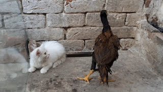 Baby Cat vs. Baby Aseel Fighting Chick | Reaction? by Sapal's Joke Studio 535 views 3 years ago 1 minute, 47 seconds