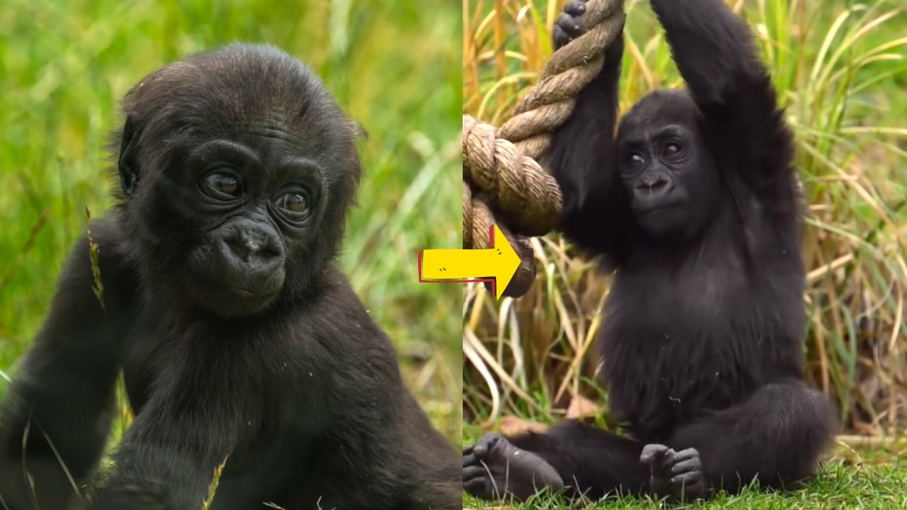 Meet Venus: The Sassiest Baby Gorilla at London Zoo!