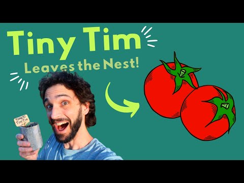 Tiny Tim Tomato Leaves the Nursery! How to DIY plant pots, Super Easy | Growing Tomatoes from Seed