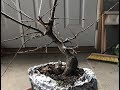 Air Layer Series Part 2: Trident Maple 2018