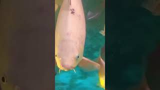 Beautiful Fishes