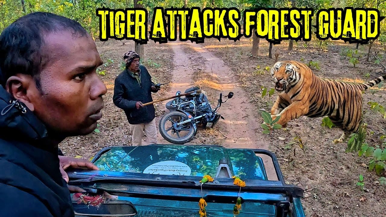 Tiger Attack on Forest Guard in Sanjay Dubri Tiger Reserve | Sanjay Dubri Jungle Safari