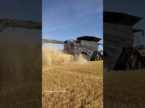 FENDT IDEAL 10T Combine Harvesting Wheat