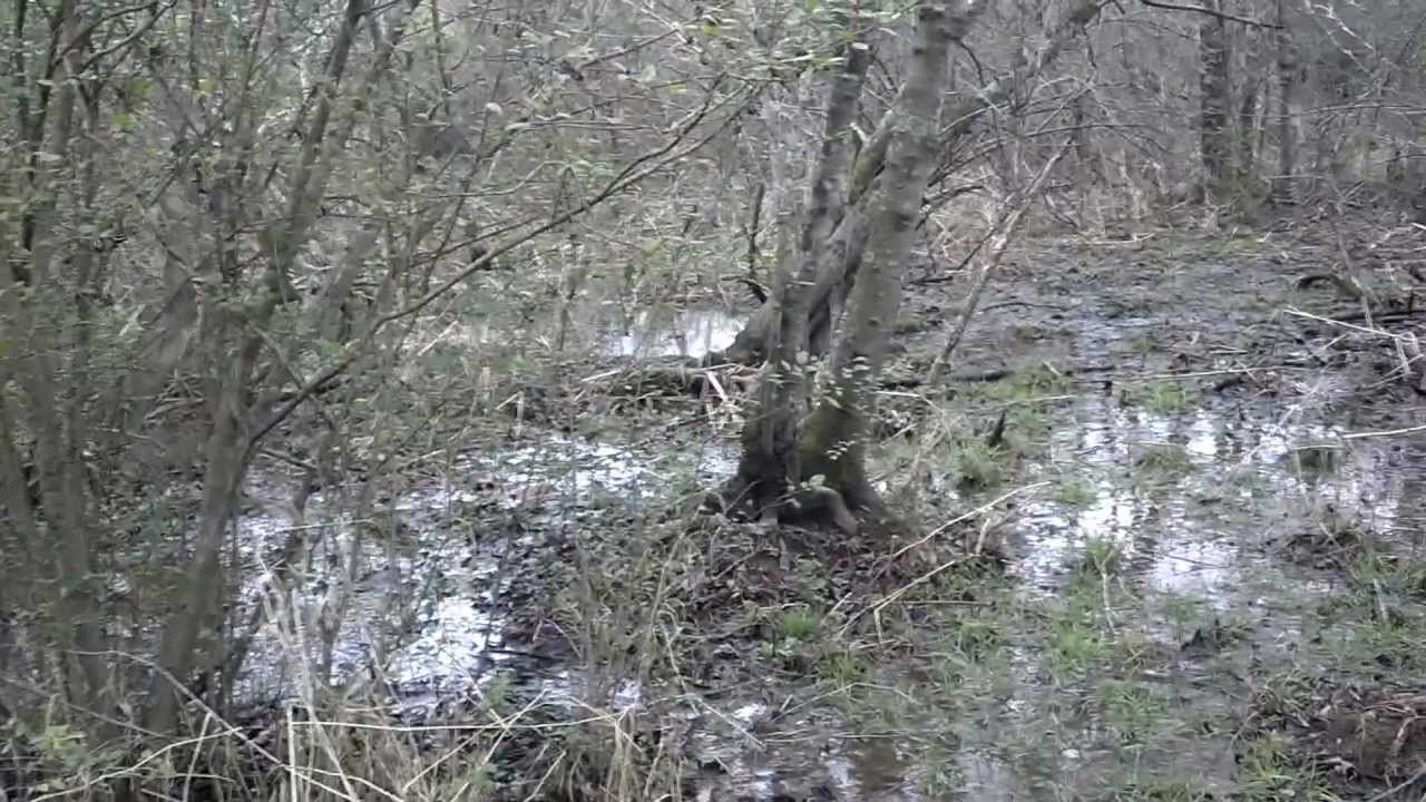 Mountain Bog Frogs Cry SPRING!!!!