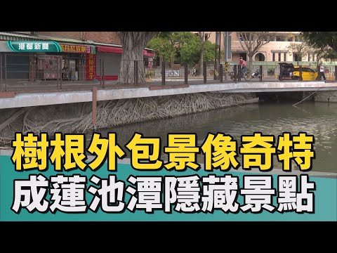 隱藏景點|榕樹根外包基柱似天空之城 蓮池潭隱藏景點