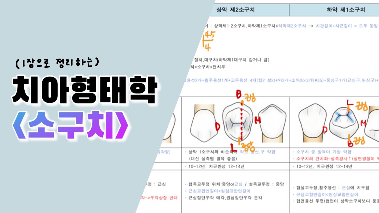 ⭐️ A+ 받았던 치아형태학 ⭐️ 소구치 요점정리 / 치위생과국가고시 / 국시공부 / 기말고사