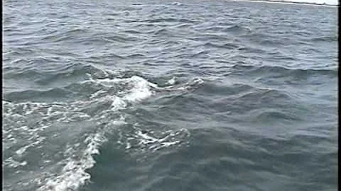 Florida Dolphins