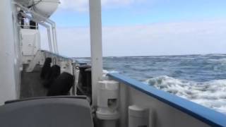 Ferry from Madalena to Horta