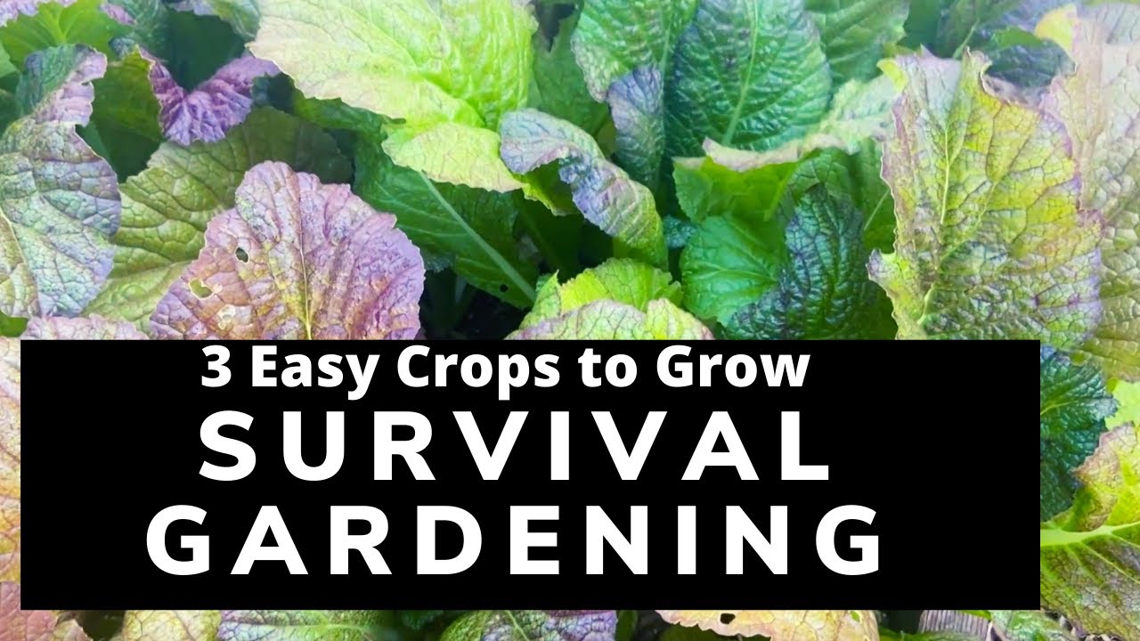 Survival Gardening - 3 Easy Crops to Grow - YouTube