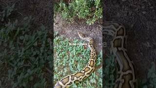 whenever I'm outside I have to stay at a safe distance to watch. #safetywatch #snake